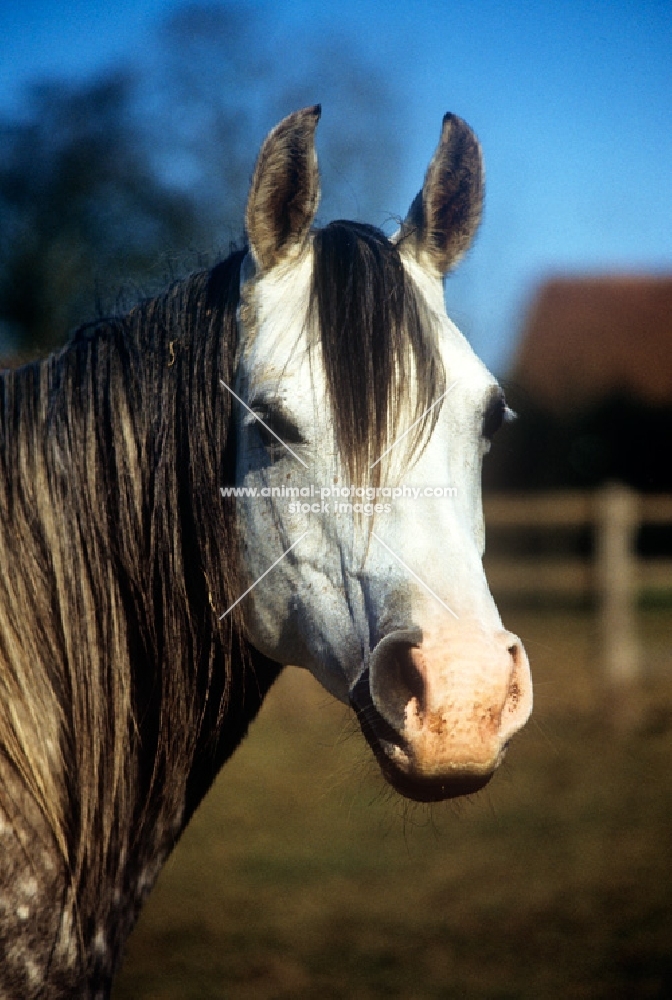 arab mare, portrait