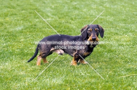 Miniature Wirehaired Dachshund on grass