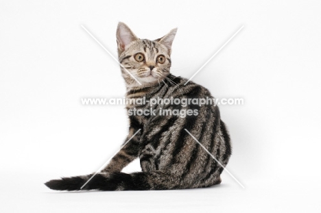 Brown Classic Tabby American Shorthair