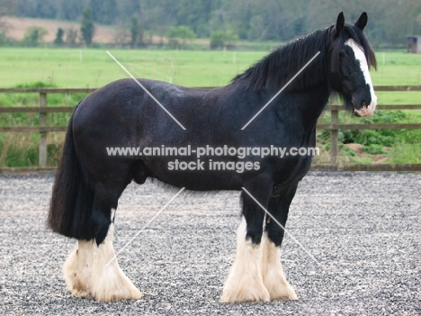 Shire horse, posed