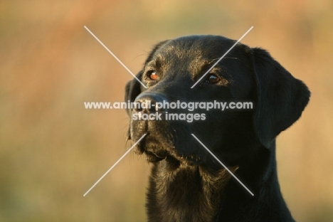 black Labrador retriever, concentrating