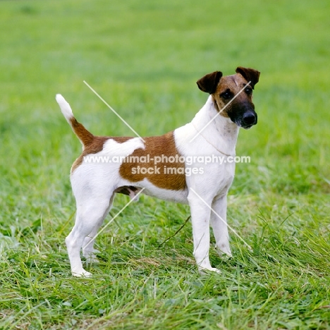 champion fox terrier smooth standing on grass