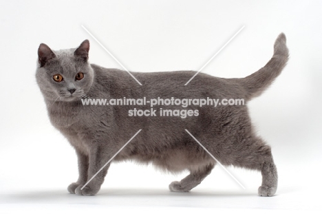 Chartreux cat standing on white background