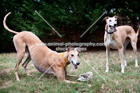 one greyhound play-bowing over toy with second greyhound looking on