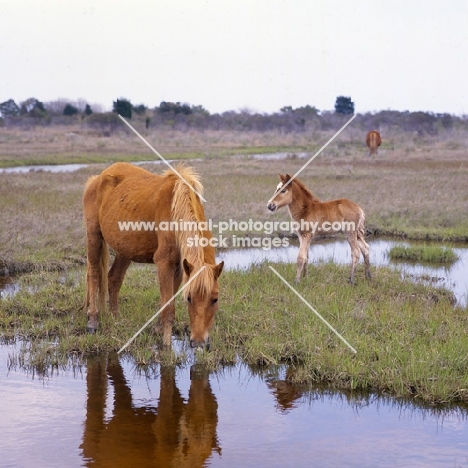 Chincoteague pony grazing on assateague island with foal