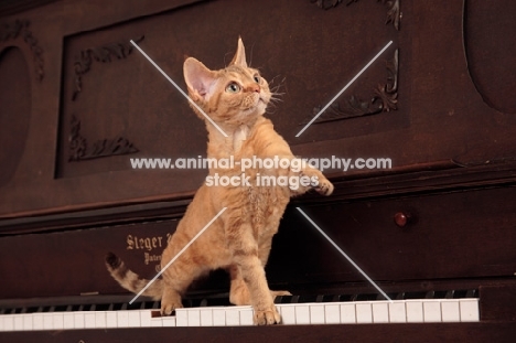 Devon Rex on piano, one leg up