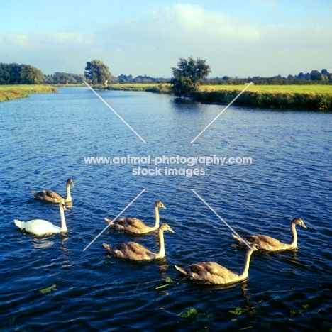 swan with five cygnets