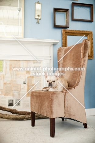 French Bulldog lying on brown chair in front of fireplace.