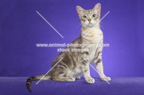 Australian Mist cat sitting on periwinkle background