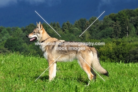 Czechoslovakian wolfdog (aka Ceskoslovensky Vlcak) posed