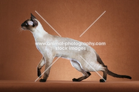 seal point Siamese on brown background