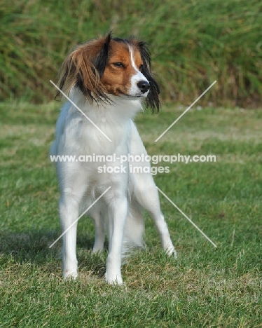 kooikerhondje standing in grass