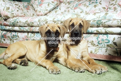 two great dane puppies indoors, owned by noel edmonds