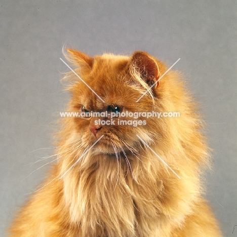 red longhair cat portrait