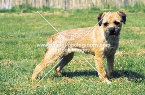 Border Terrier, side view on grass