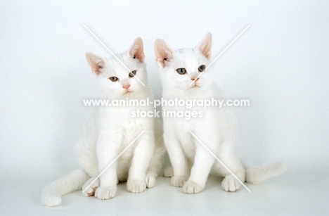 two american wirehair kittens