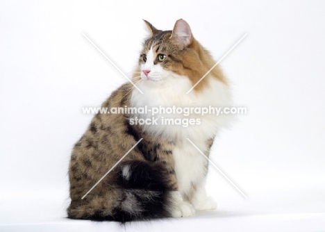 Brown Mackerel Tabby & White Siberian Cat, looking away