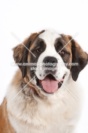 Saint Bernard looking at camera