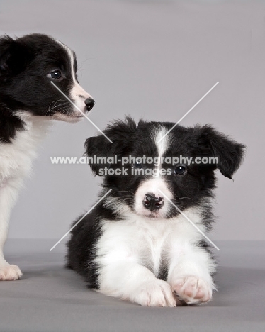 two Border Collie puppies