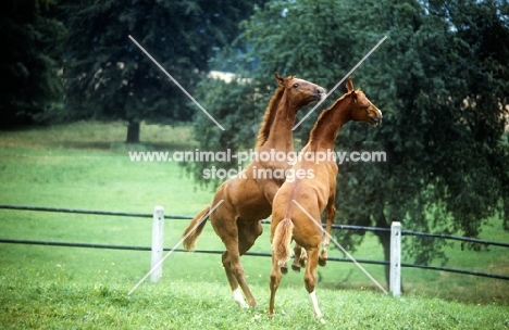 wurttemberger foals at marbach