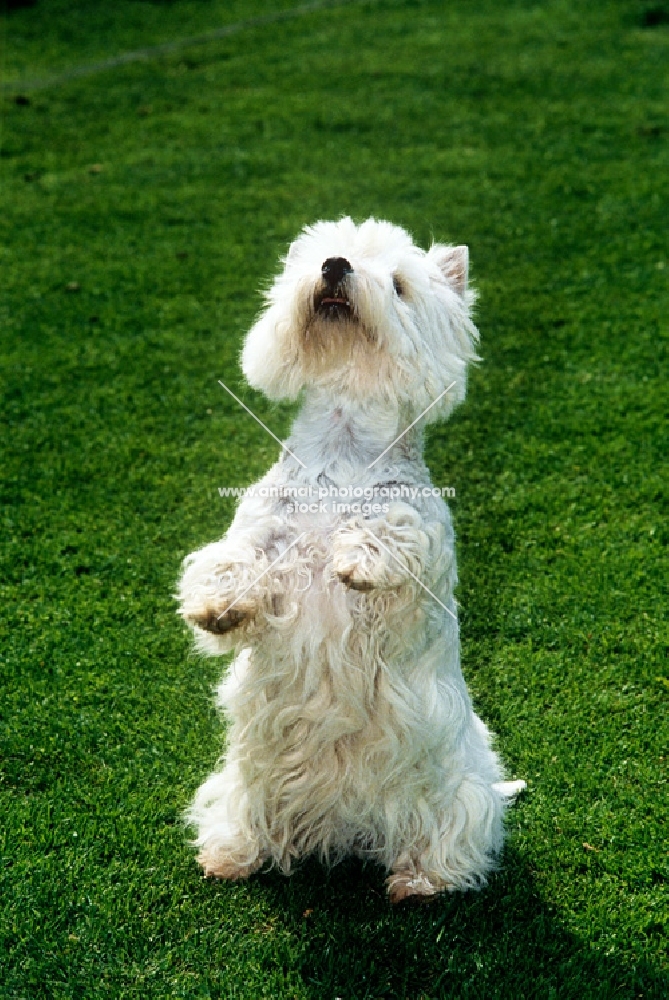 west highland white  terrier sitting up begging