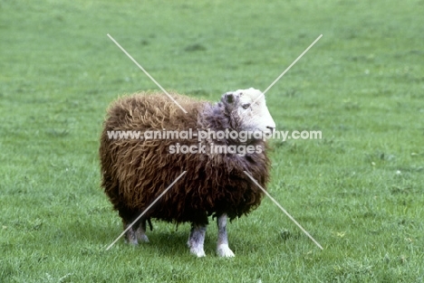 herdwick ewe at congres farm