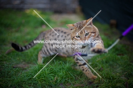 outdoor shot of a male Bengal cat playing with a cat toy