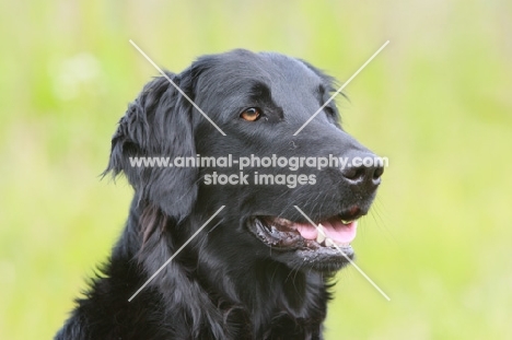 black flat coated retriever, portrait