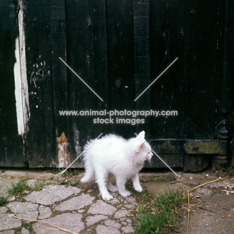 white kitten with bottle brush tail