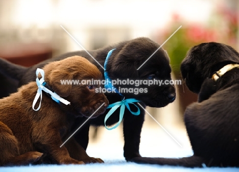 three Labrador Retriever puppies wearing ribbons