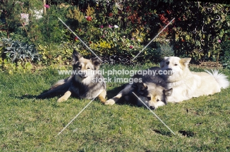 three Iceland Dogs