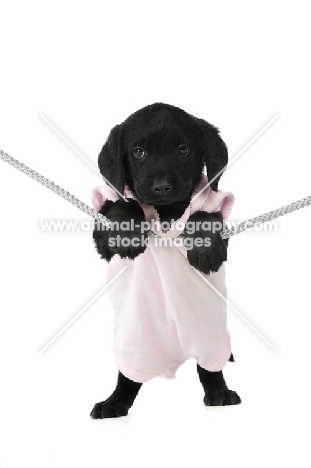 Black Labrador Puppy hanging on a washing line, isolated on a white background