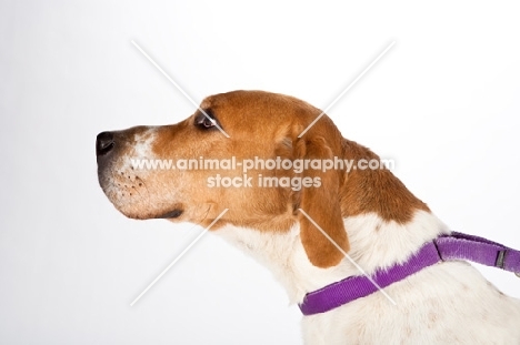 English foxhound