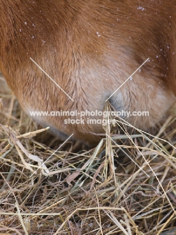 Suffolk Punch eating hay