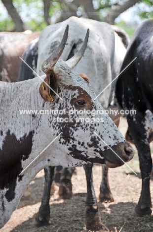 Nguni Cattle