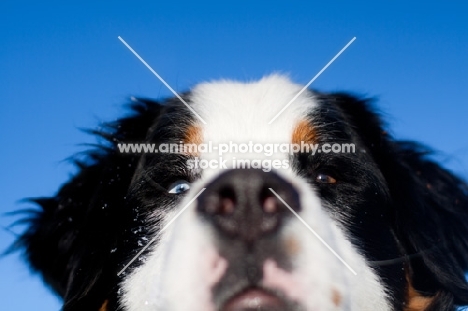 Bernese Mountain Dog face against blue sky