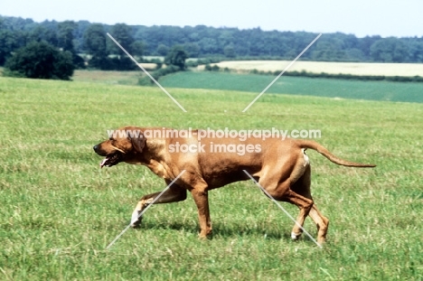 rhodesian ridgeback, trotting across field