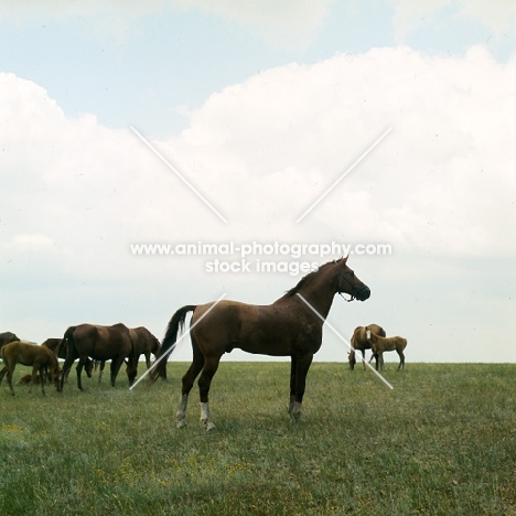 Don stallion in taboon on plains