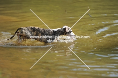 young Whippet walking in river