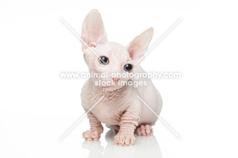 Bambino kitten on white background