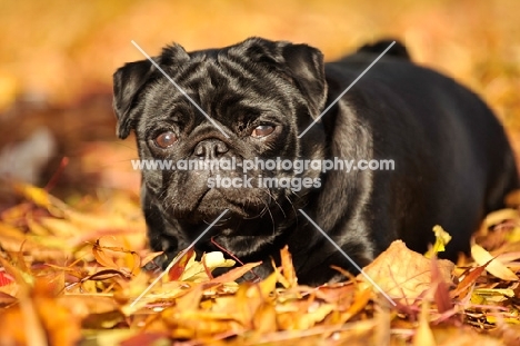 black pug in autumn leaves