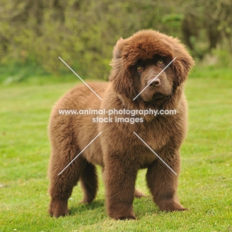 newfoundland puppy