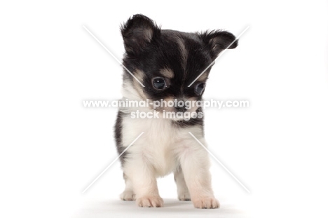 longhaired Chihuahua puppy, front view