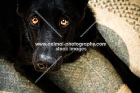 black Shepherd laying on rug looking up at camera