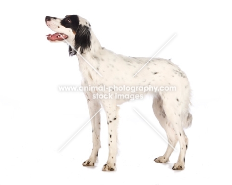 English Setter, side view