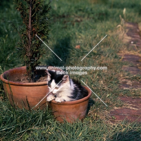 kitten sitting in a  flowerpot
