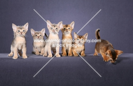 Six Abyssinian kittens, three Blue and three Ruddy against grey background with one Ruddy kitten looking over edge.