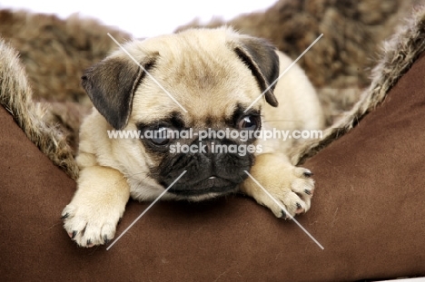 Pug in dog bed