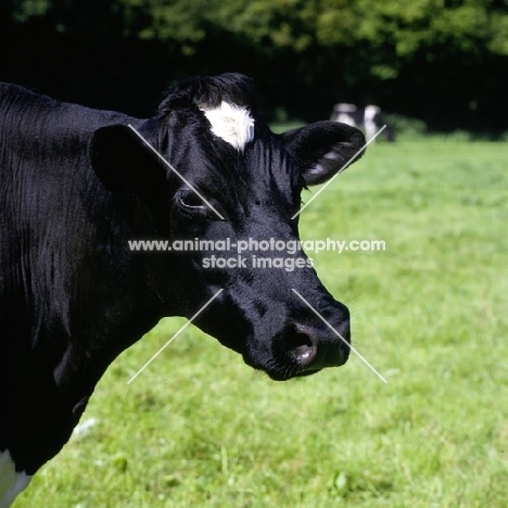 friesian cow portrait