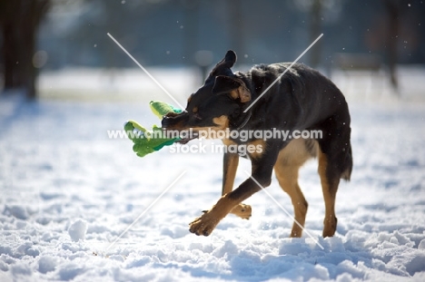 black and tan mongrel dog playing with a toy in a snowy environment